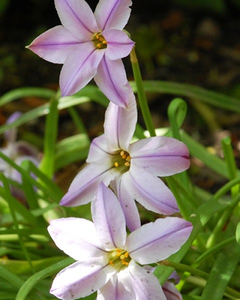 Ipheion uniflorum.jpg